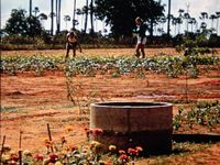 Greenbelt planting