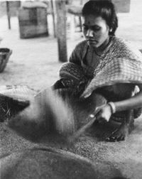 Janaki cleaning kambu millet