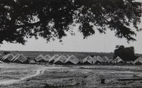 Aspiration huts view from under tree (no frame)