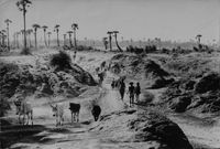 Herd of cattle walking through canyon