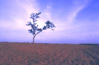 The lone tree