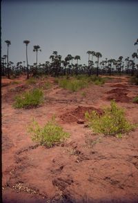 Palm grove in palmyra grove in AV's greenbelt