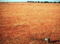 1968-75 - barren land with boundry marker