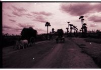 Three bullock carts with loads