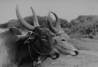 Bullock team portrait