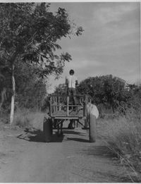 Bullock cart from behind