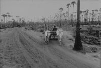 Bullock cart and driver