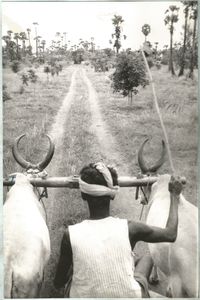 Driving bullock cart