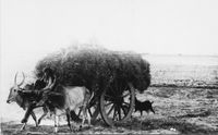 Bullock cart with load, driver and goat