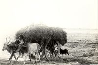 Bullock cart with load, driver and goats