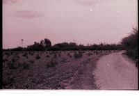 Curved road by field with view of windmills