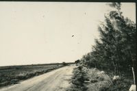 Road between field and casuarina trees