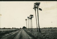 Road along palmyras 1