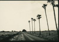 Road along palmyras 2