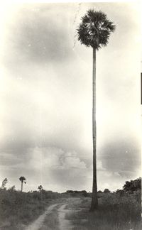 Palmyra tree with clouds