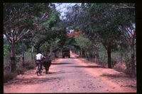 Tree-lined road with striped trees