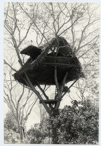 Tree Houses