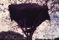 Tree Houses