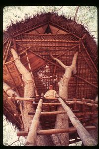 Tree Houses