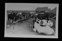 Dairy farm