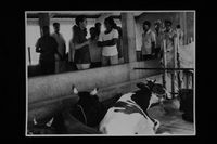 Aurodairy