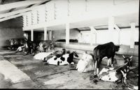 Aurodairy