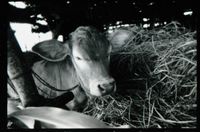 Aurodairy