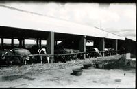 Aurodairy