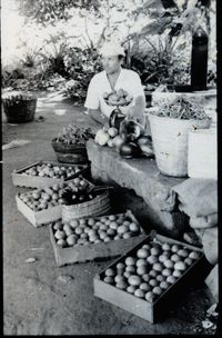Auro Orchard