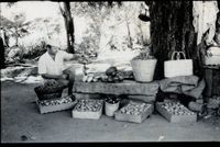 Auro Orchard
