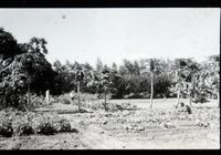 Auro Orchard