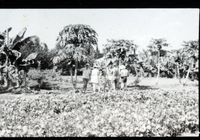 Auro Orchard