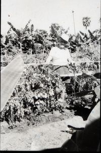 Auro Orchard