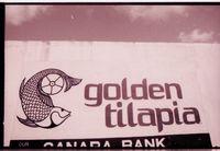 Golden Tilapia